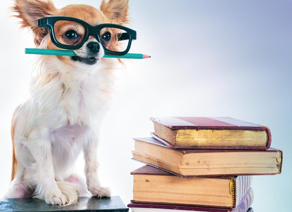 dog grooming classes