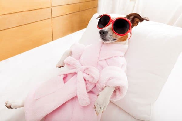 dog spa