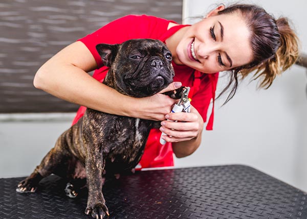 pet nail clipper