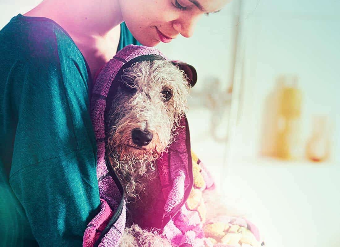 Featured image for 3 Pet Product Marketing Tips for Dog Grooming Products post