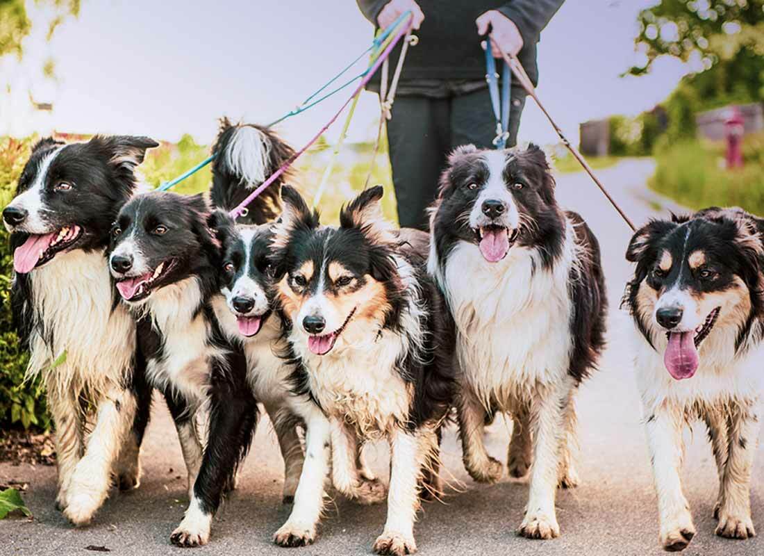 Featured image for 5 Pet-Friendly Instagram Photo Ideas for Groomers post
