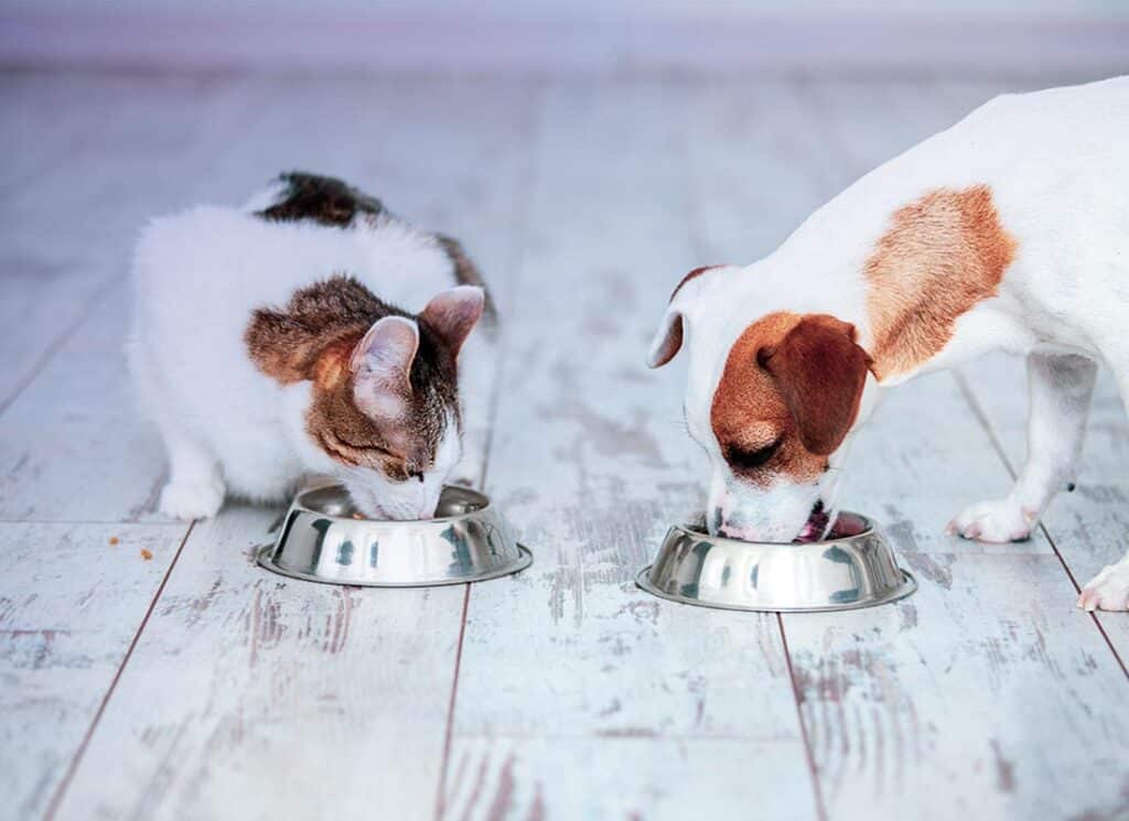 pet food
