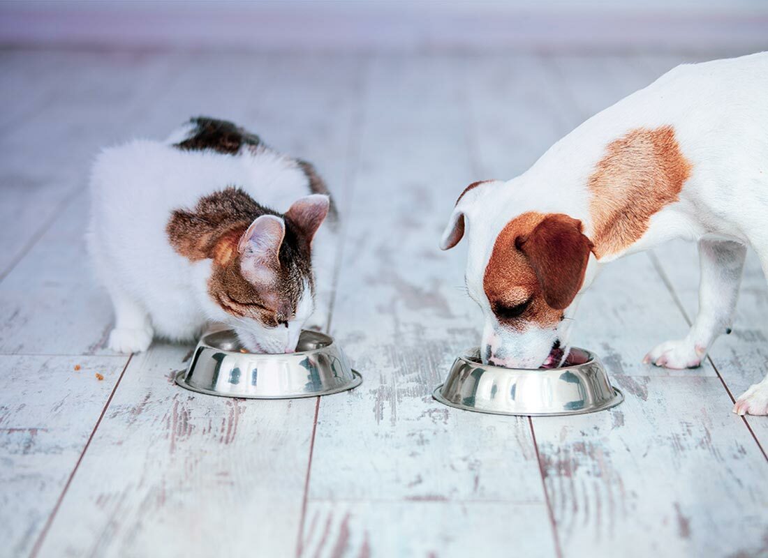 Featured image for 5 Trends in the Pet Food Market to Watch in 2018 post