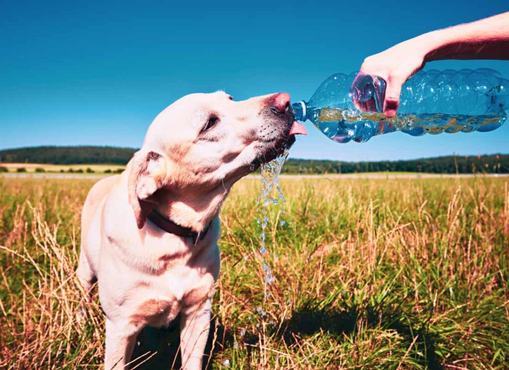 canine cool