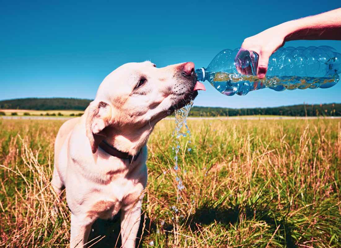 Featured image for 7 Top Tips To Keep Your Canine Cool This Summer post