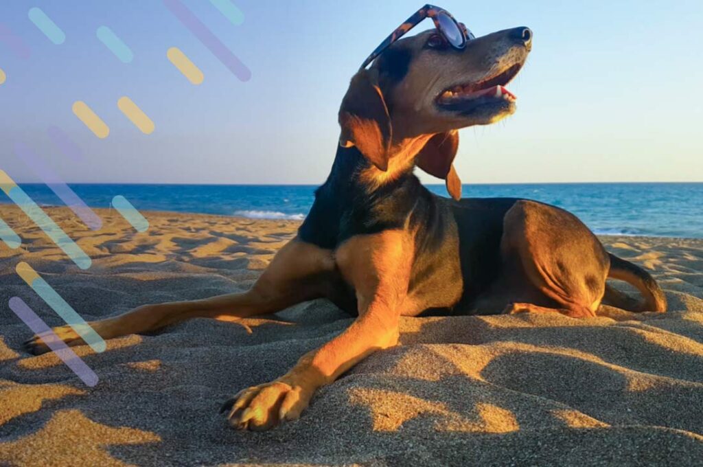 dog friendly vacations