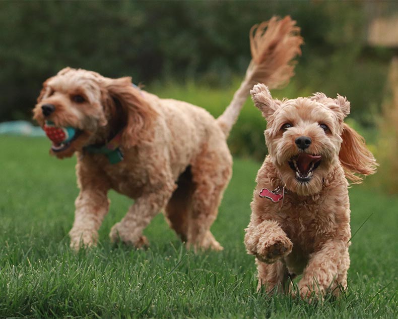 starting a doggie daycare