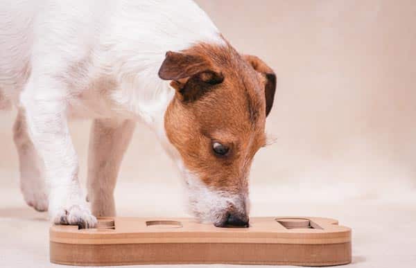 DaySmart  Brain Games for Dogs: Promoting a Happy Disposition