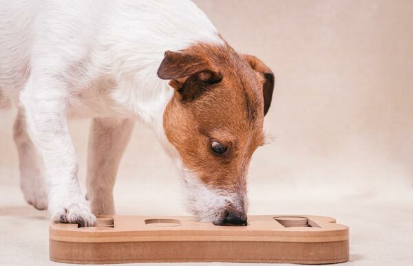 The Muffin Tin Game - Mental Enrichment for Your Dog 