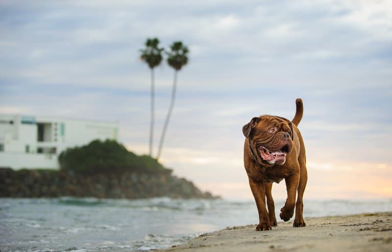 dog friendly vacations