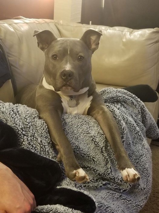 adopt a shelter pet