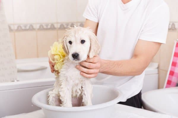 DIY Dog Grooming