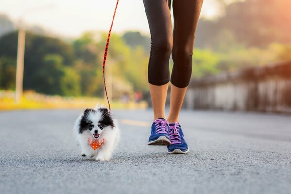 Featured image for How Much Exercise Does A Dog Need Everyday? post