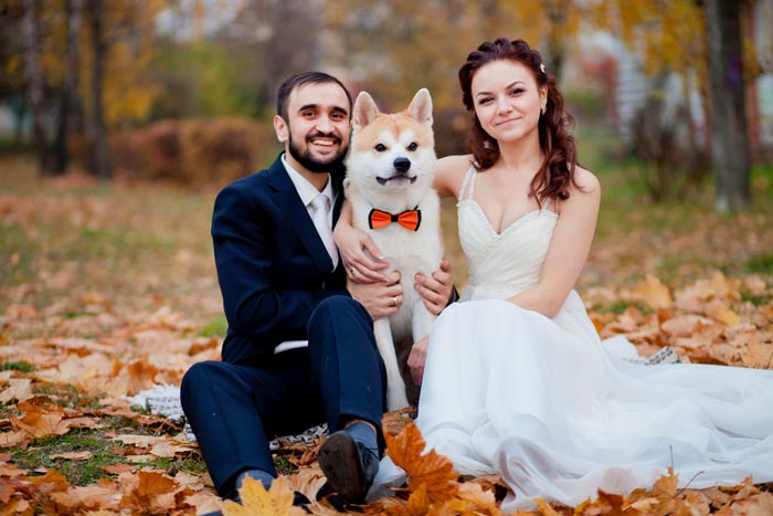 dog bow