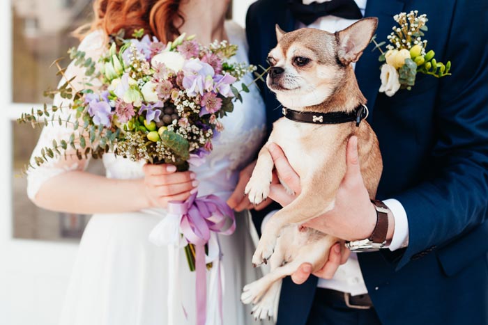 dog wedding
