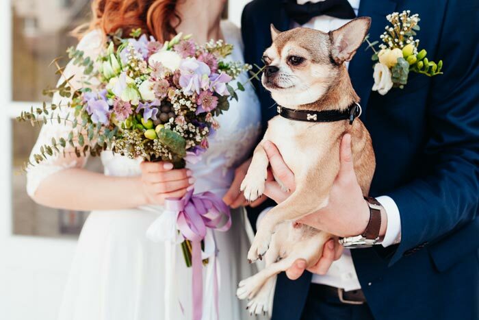 Featured image for Adorable Dog Wedding Ideas post