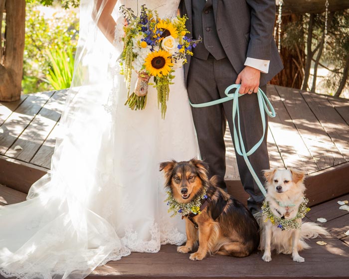 dog wedding