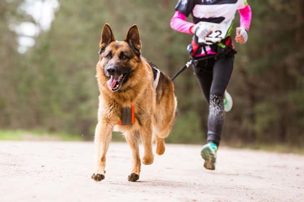 how much exercise does a dog need everyday