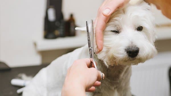 nervous dog