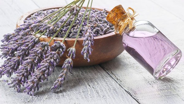 lavender