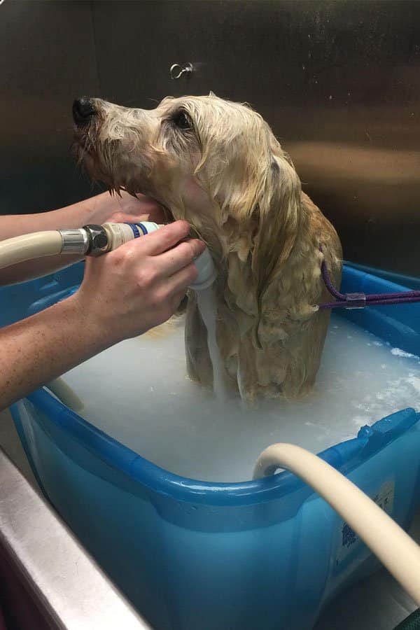 nervous dog