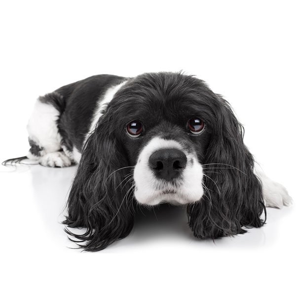 nervous dog