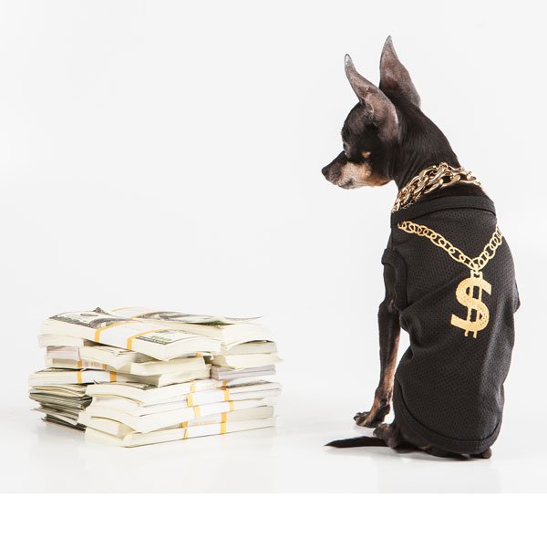 cost of dog grooming