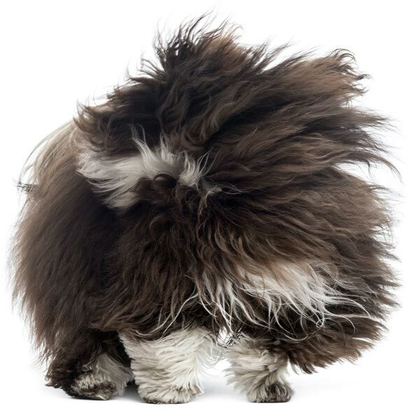 Featured image for What Happens When You Don’t Groom Your Dog? post