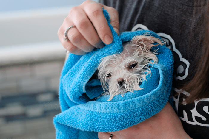 Puppy Grooming
