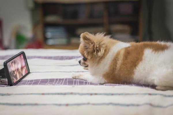 best dog calming aid