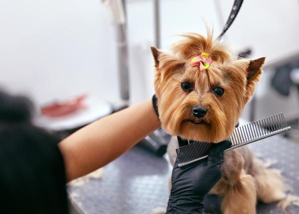 DaySmart | Do You Tip Dog Groomers? 5 Reasons Why You Should Be