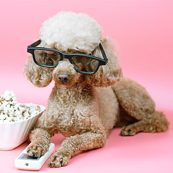 Featured image for TV for Dogs: 7 Reasons Television Might Be Beneficial for Your Dog post