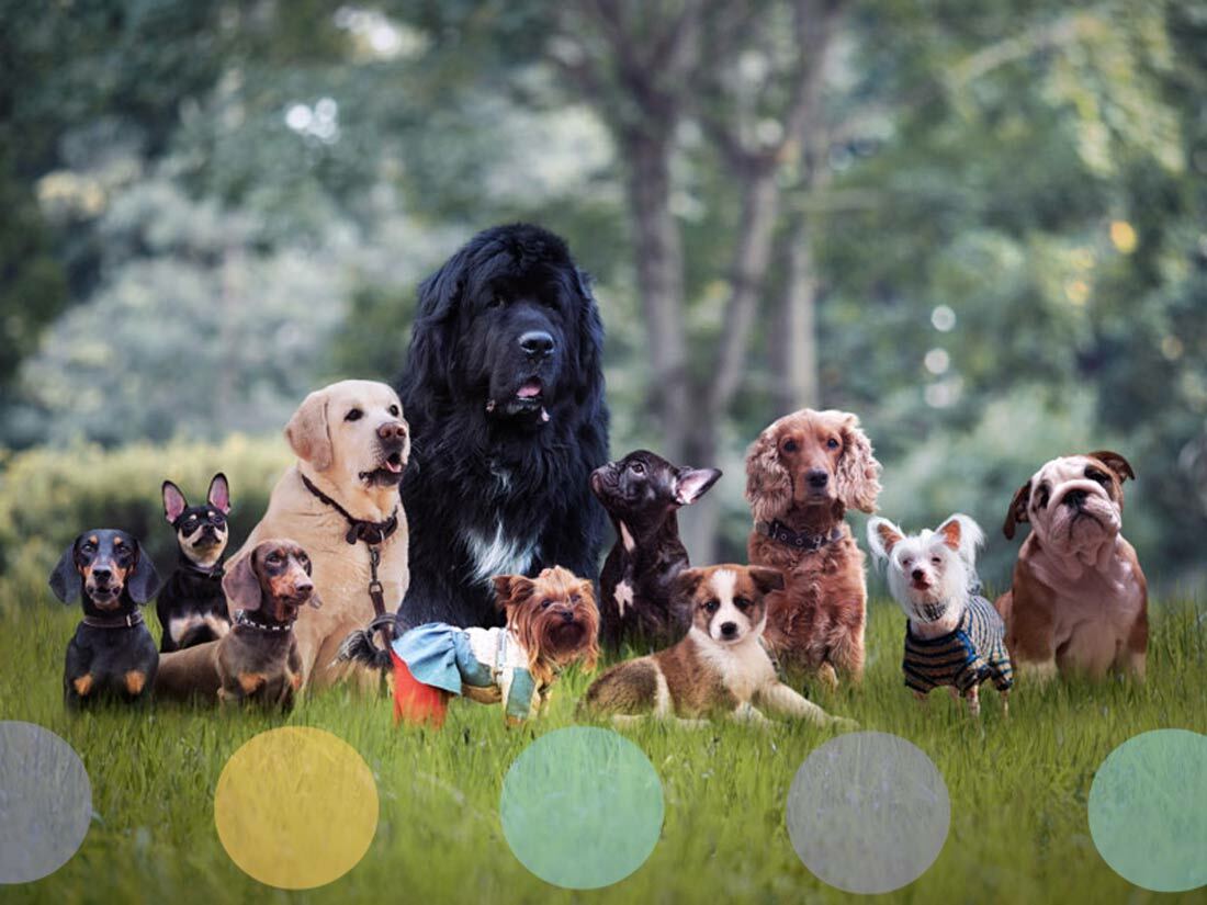 This Dog is Unique
