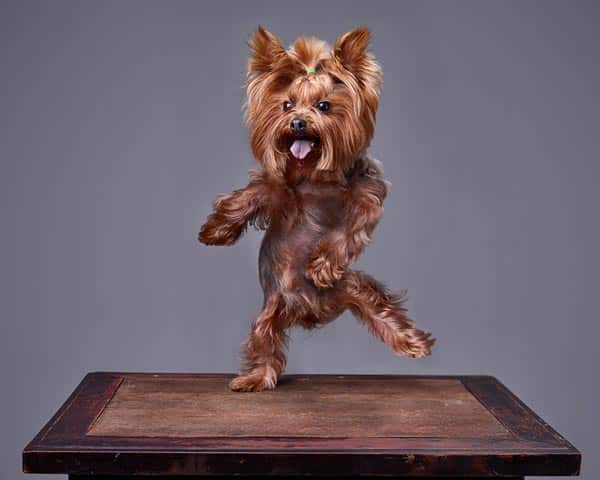 Different best sale yorkie haircuts