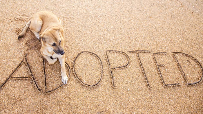 shelter dog