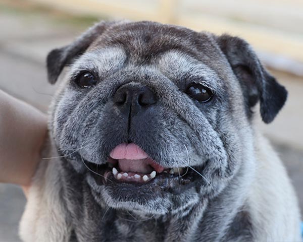 adopt a senior shelter dog