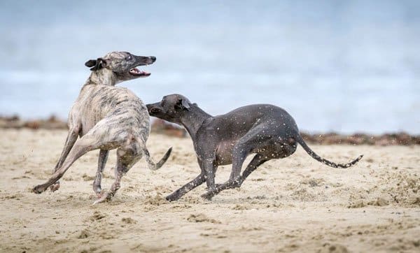 how much exercise does a dog need everyday