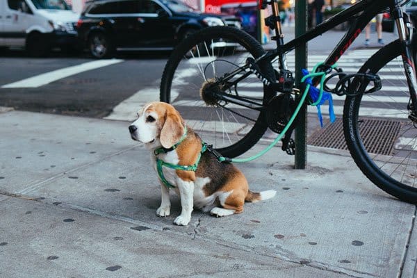 bike leash