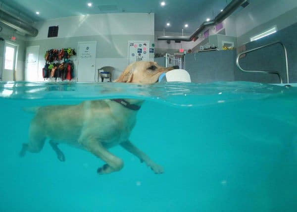 Bubble Puppy