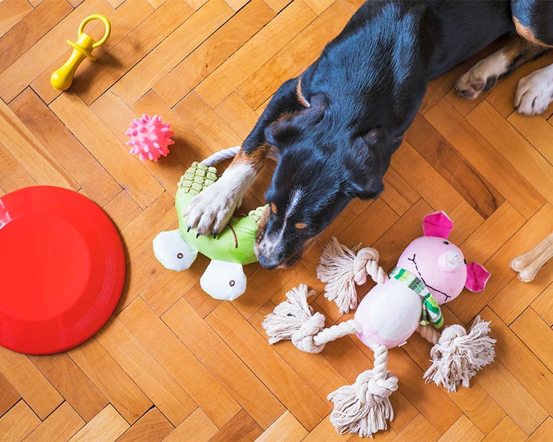 Doggie Daycare Business