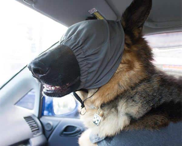 dog calming aid