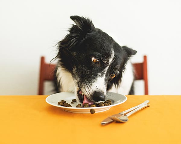 dog calming aid diet