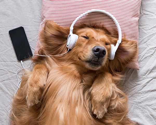 dog calming aid music