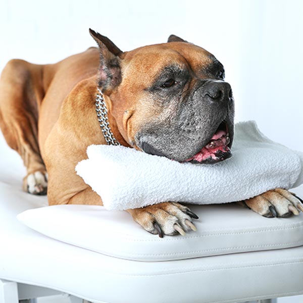 dog calming aid