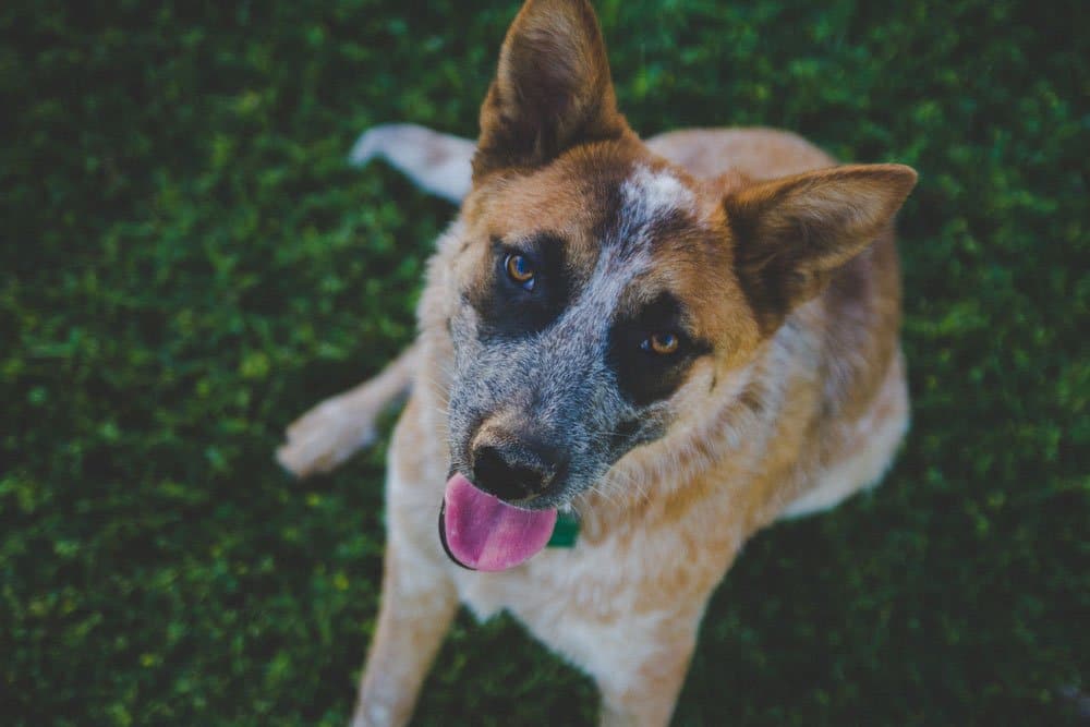 Canine