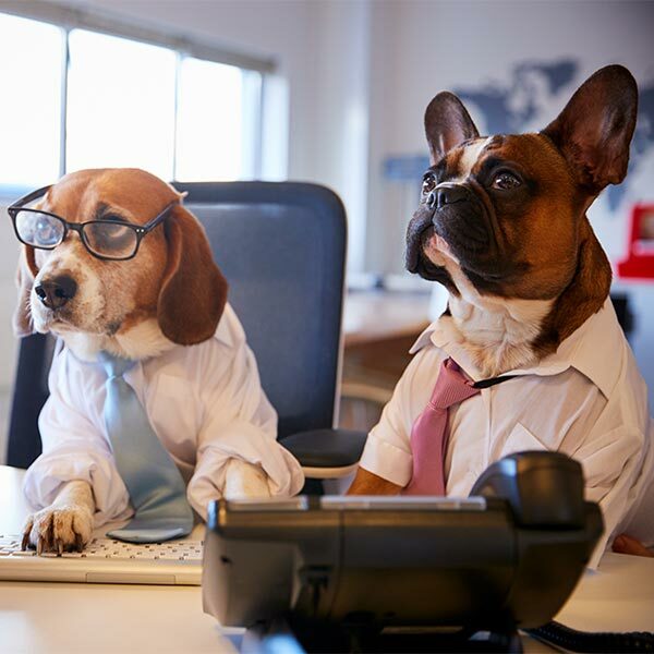 Featured image for Love Animals? Check Out These Amazing Careers with Dogs post