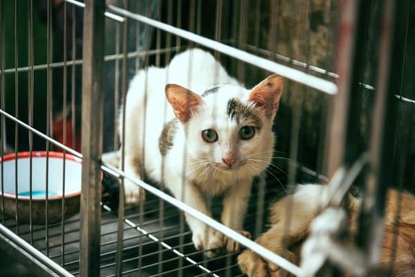 dog and cat boarding