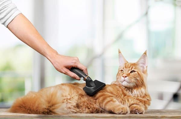 cost of cat boarding