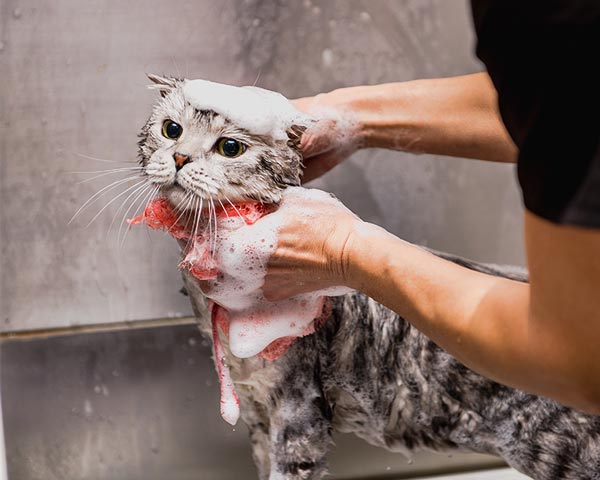 Mobile cat bath hot sale