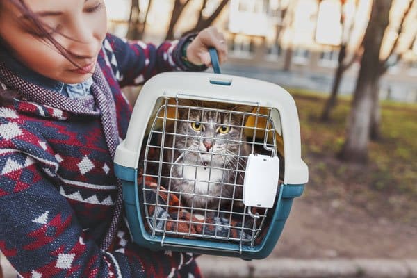 cost of cat boarding